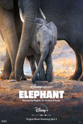 Elefante - Legendado Torrent