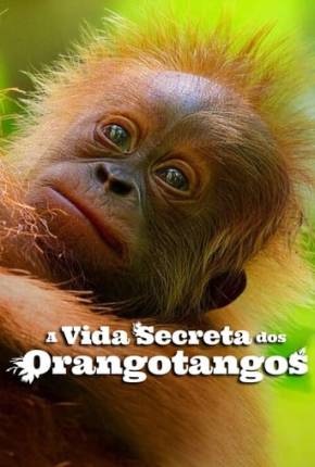 A Vida Secreta dos Orangotangos 2024